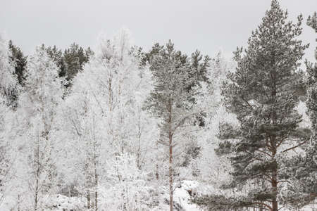 Snow on trees in forest at winterの写真素材
