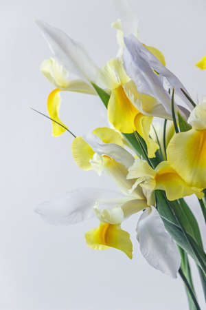 white yellow iris flower in vase