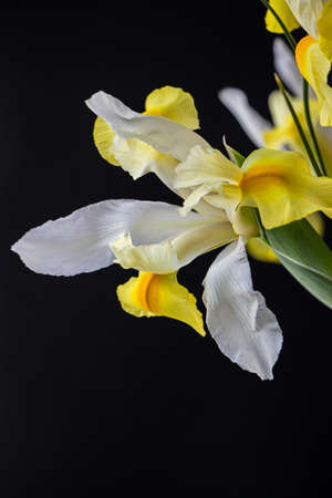 white yellow iris flower in darkの写真素材