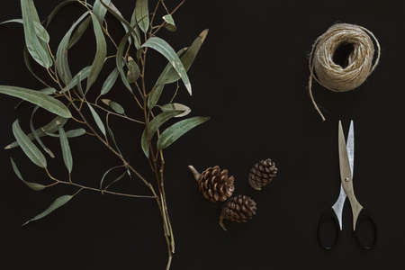 eucalyptus branches on dark background