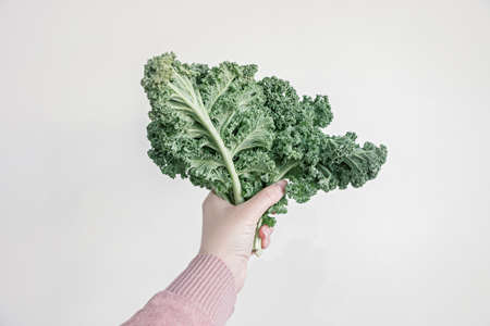 holding green kale leaves in handの写真素材