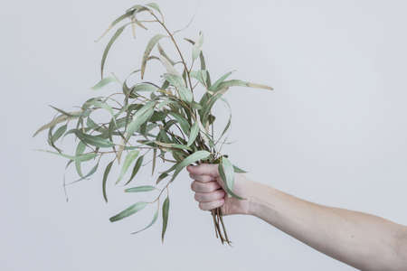 hold eucalyptus branches in handの写真素材