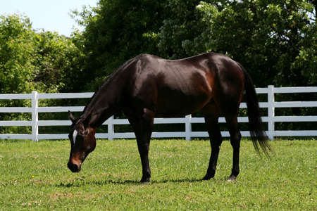 Horse eating grass and is surrounded by a white fence.
