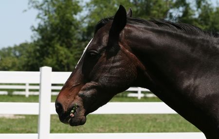 Horse eating clover