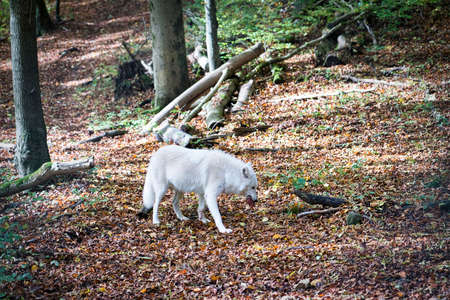 polarwolf in the forest polar wolf eating