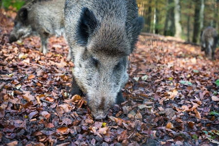 wild boar in the forest in autumnの写真素材