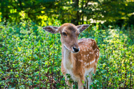 Fallow deer deer in the forest zooの写真素材
