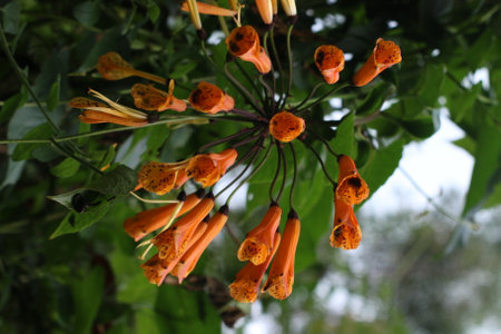 Orange trumpet flowers on a tree in the garden. (Pyrostegia venusta)の写真素材