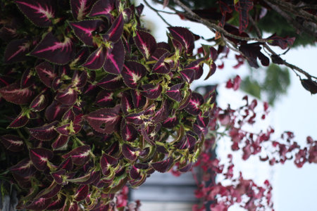 Close up of coleus plant in the garden, stock photoの写真素材