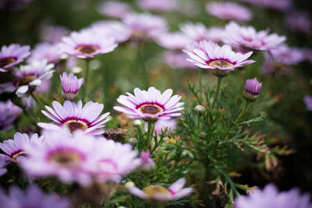 Chrysanthemum morifolium in the garden