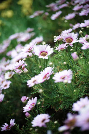 Chrysanthemum morifolium in the garden