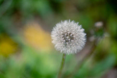 Dandelionの写真素材