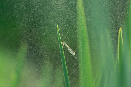 Dragonfly resting on the leafの写真素材