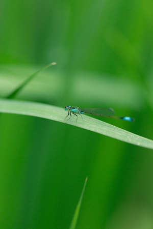 Dragonfly resting on the leaf