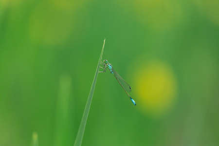 Dragonfly resting on the leafの写真素材