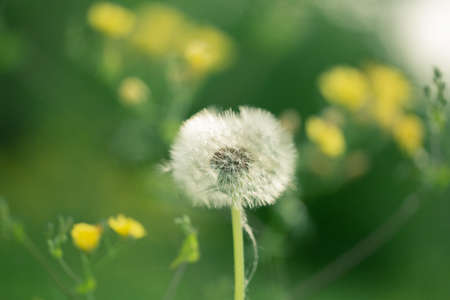 Dandelion