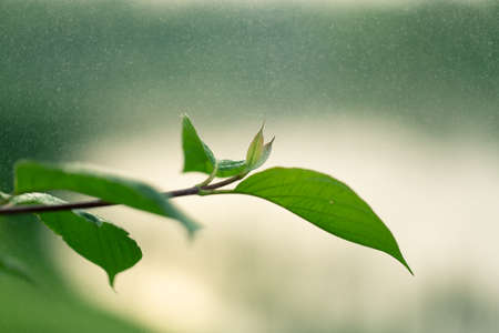 Water droplets on leaves