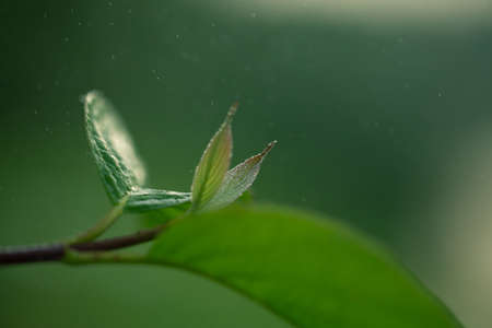 Water droplets on leaves