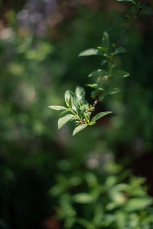 The sun shines on the leaves