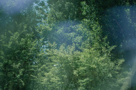 forest