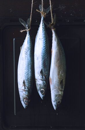Seafood fish hanging on a dark backgroundの写真素材