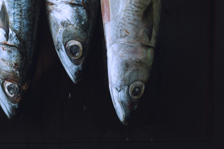 Fish in black background