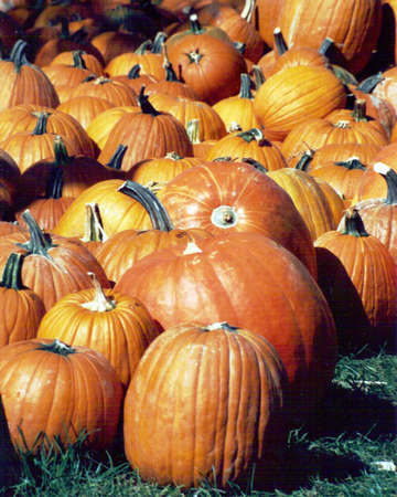 Autumn Pumpkins