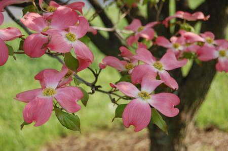 Dogwood Treeの写真素材