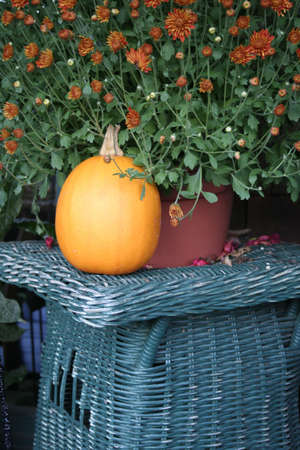 small orange pumpkin and mum on blue wicker tableの写真素材