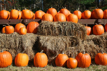 Bright orange pumpkins in rows on hay bales at country market in Maineの写真素材