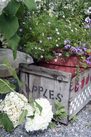 Weathered wooden apple crate surrounded by greens and bloomsの写真素材