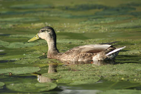 Brown duck floating on lily pad covered pondの写真素材