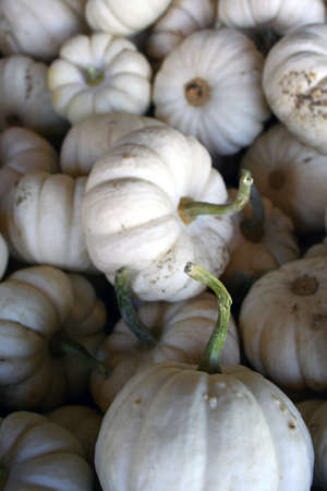 Multiple mini white pumpkins in barrel at farmの写真素材