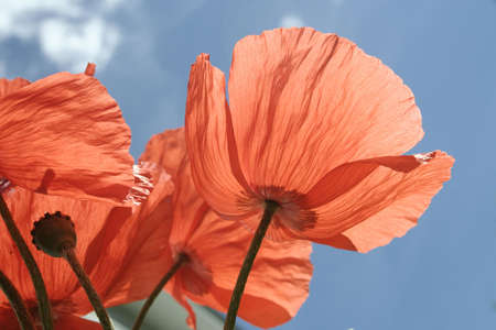 Red poppies with stems against blue skyの写真素材