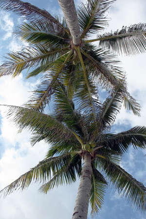 Palm trees over head view from hammockの写真素材