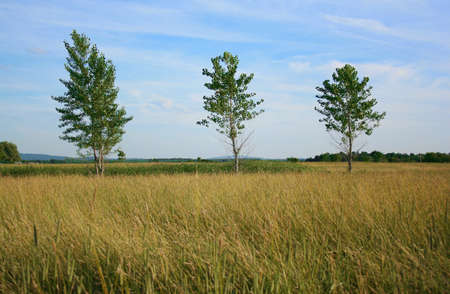 Three trees in field against blue skyの写真素材