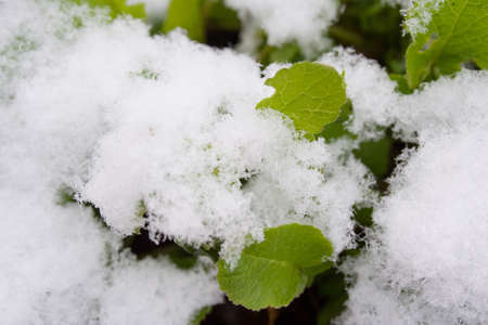 Winter snow on garden greens and branchesの写真素材