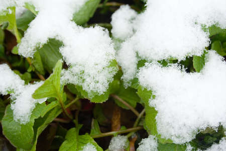 Winter snow on garden greens and branchesの写真素材