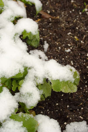 Winter snow on garden greens and branchesの写真素材