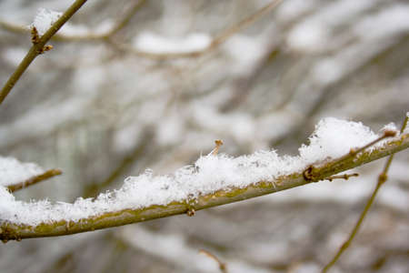 Winter snow on garden greens and branchesの写真素材