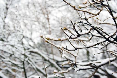 Winter snow on garden greens and branchesの写真素材