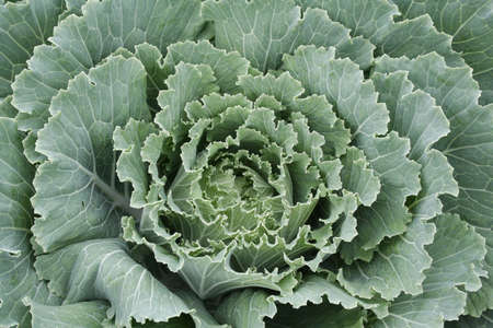 Close up of leaves of kaleの写真素材