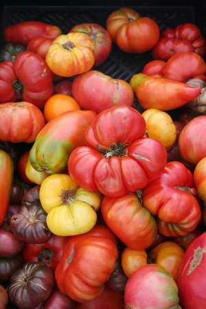 Odd shaped fresh tomatoes for sale at marketの写真素材
