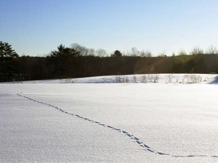 Animal tracks cross a field of fresh snowの写真素材