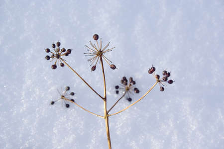 Branch and small berries details on snowの写真素材