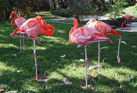 Pink flamingoes standing on one leg restingの写真素材