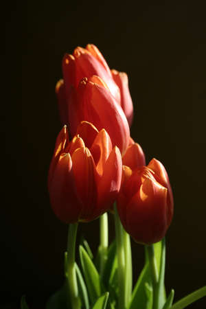 Red tulips in morning lightの写真素材