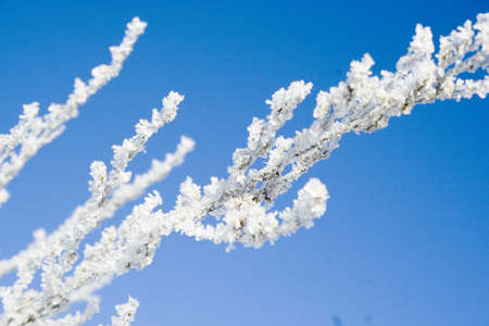 Ice crystals on branch against blue skyの写真素材