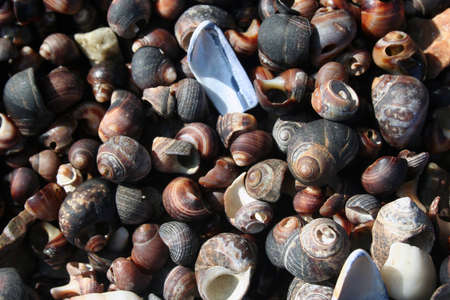 Seaside background of snail shells on beachの写真素材