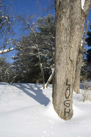 Word LAUGH painted on treeの写真素材